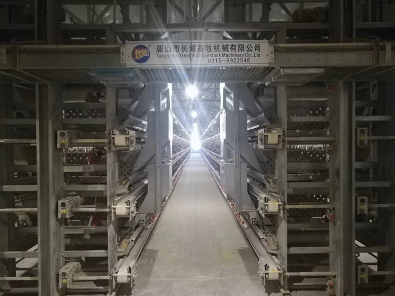 蛋鸡装备自动喂料机的保养要领配料顺序