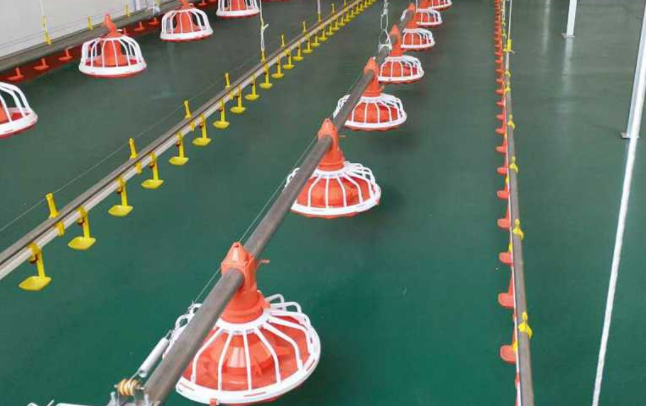 全自动养鸡装备水线的这两个问题你都知道吗？