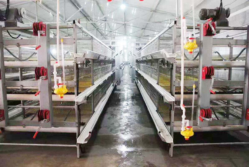 肉鸡行情，，及养殖肉鸡装备