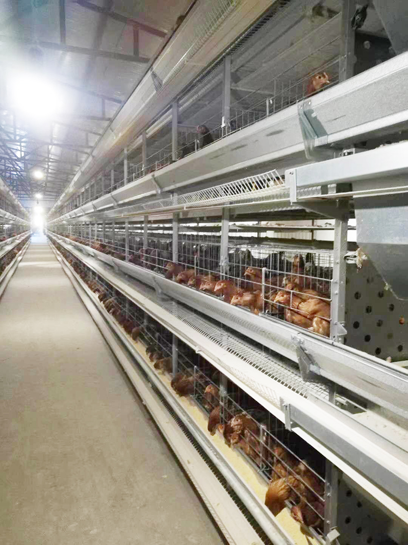 养殖用蛋鸡装备包括那些详细的？