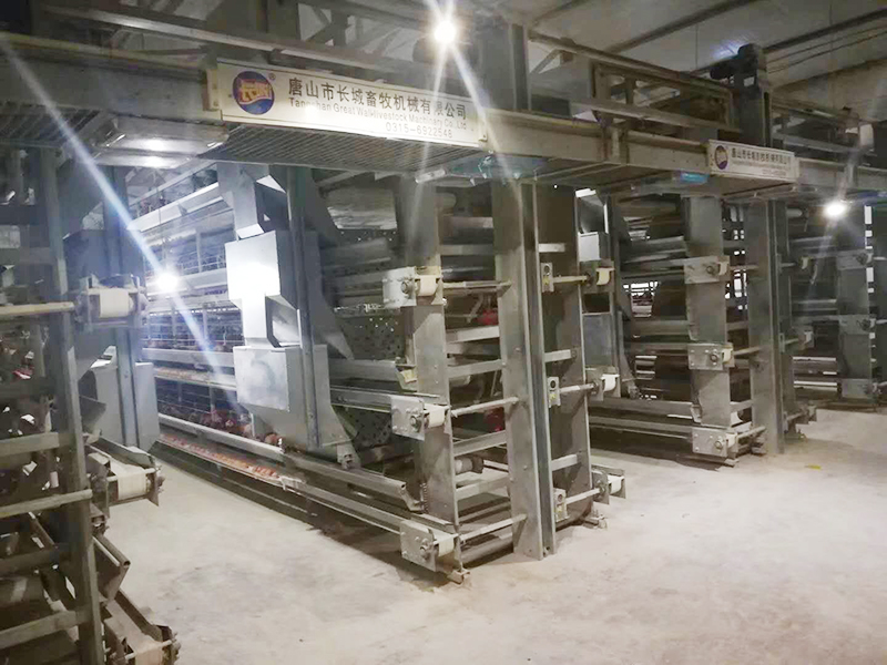 蛋鸡装备该怎样举行使用呢？？？