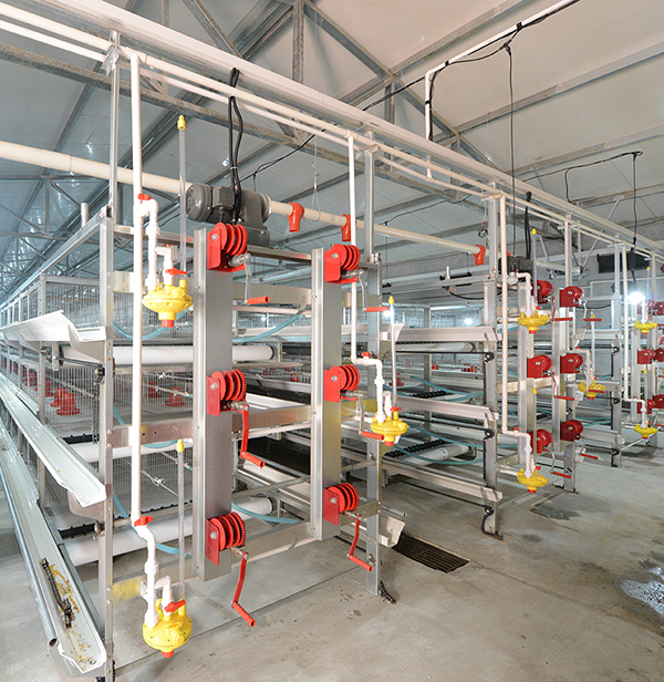 银河99905畜牧肉鸡装备笼养与网养的区别