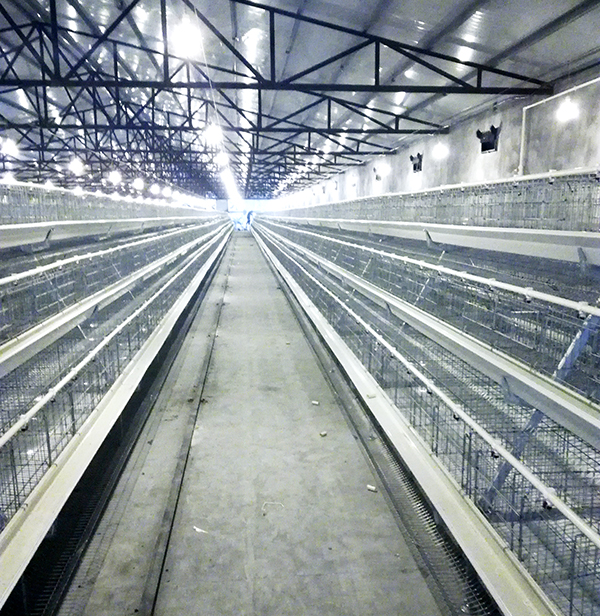 蛋鸡装备应该怎样选。。？？蹊径式好照旧层叠式好呢？？