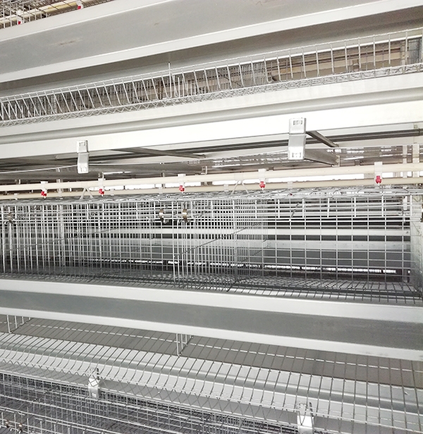 某集团肉鸡装备操作治理规范，，珍藏吧！！！