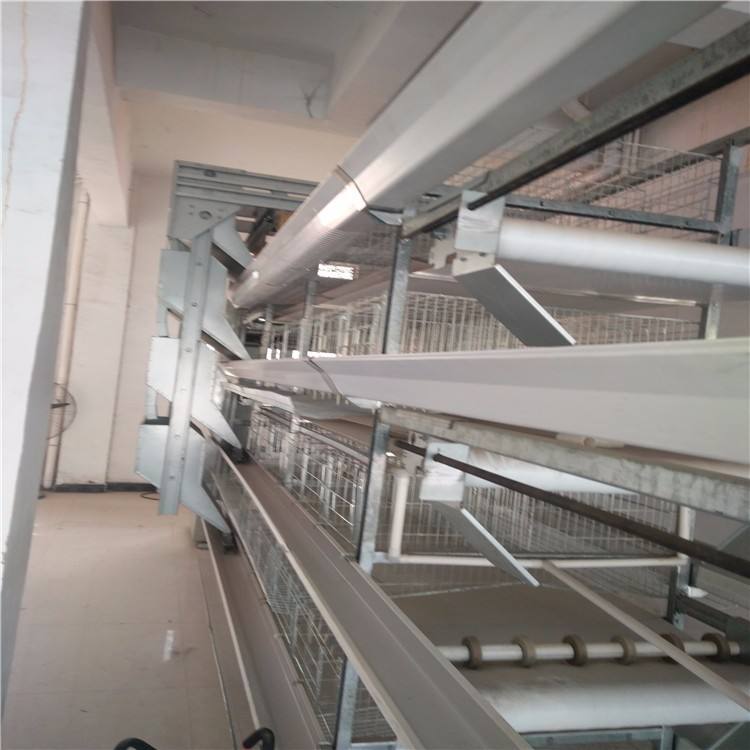 全自动养鸡装备